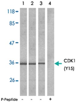 CDK1 (phospho Y15), Rabbit anti-Human, Mouse, Rat, Polyclonal Antibody,