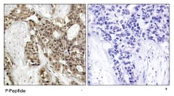 MAPK3 (phospho Y204), Rabbit anti-Human, Mouse, Rat, Polyclonal Antibody,
