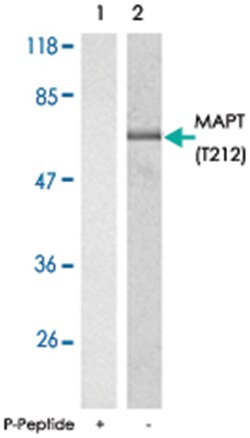 MAPT (phospho T212), Rabbit anti-Human, Mouse, Rat, Polyclonal Antibody, Abnova 100 &mu;g | Buy Online | Abnova Corporation | Fisher Scientific