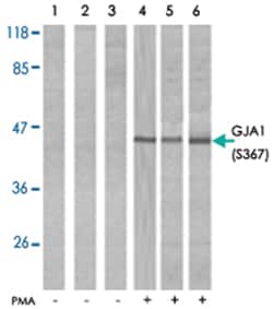 GJA1 (phospho S367), Rabbit anti-Human, Mouse, Rat, Polyclonal Antibody,