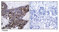 GJA1 (phospho S367), Rabbit anti-Human, Mouse, Rat, Polyclonal Antibody,