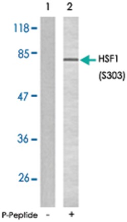 HSF1 (phospho S303), Rabbit anti-Human, Polyclonal Antibody, Abnova 100 &mu;g | Buy Online | Abnova Corporation | Fisher Scientific