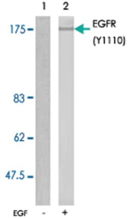 EGFR (phospho Y1110), Rabbit anti-Human, Mouse, Rat, Polyclonal Antibody,