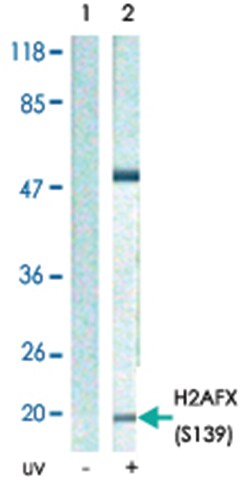 H2AFX (phospho S139), Rabbit anti-Human, Polyclonal Antibody, Abnova 100&mu;g;