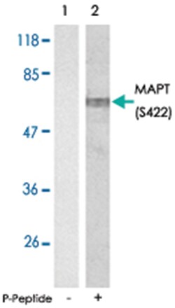 MAPT (phospho S422), Rabbit anti-Human, Mouse, Rat, Polyclonal Antibody,