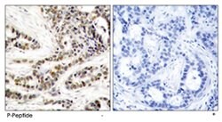 CREB1 (phospho S129), Rabbit anti-Human, Mouse, Rat, Polyclonal Antibody, Abnova 100 &mu;g | Buy Online | Abnova Corporation | Fisher Scientific