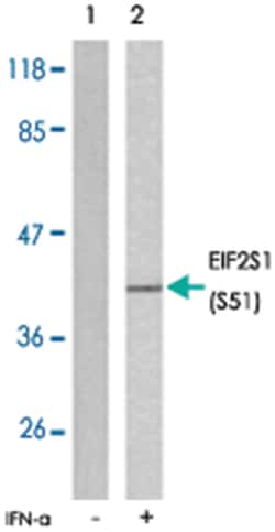 EIF2S1 (phospho S51), Rabbit anti-Human, Mouse, Rat, Polyclonal Antibody,