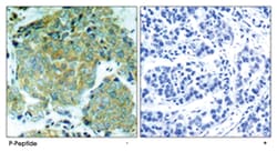 EIF2S1 (phospho S51), Rabbit anti-Human, Mouse, Rat, Polyclonal Antibody,