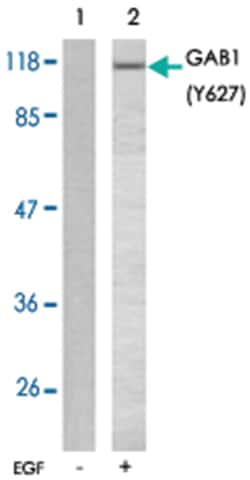 GAB1 (phospho Y627), Rabbit anti-Human, Mouse, Polyclonal Antibody, Abnova 100 &mu;g | Buy Online | Abnova | Fisher Scientific