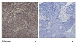 CREB1 (phospho S142), Rabbit anti-Human, Mouse, Rat, Polyclonal Antibody,