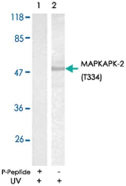 MAPKAPK2 (phospho T334), Rabbit anti-Human, Mouse, Rat, Polyclonal Antibody,