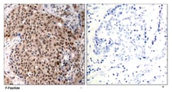 MAPKAPK2 (phospho T334), Rabbit anti-Human, Mouse, Rat, Polyclonal Antibody,