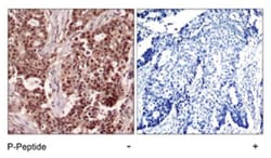 NFKB1 (phospho S927), Rabbit anti-Human, Mouse, Rat, Polyclonal Antibody,