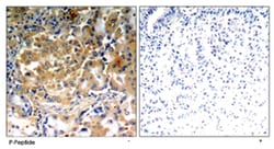 PRKCZ (phospho T410), Rabbit anti-Human, Mouse, Rat, Polyclonal Antibody,