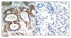 PTPN11 (phospho Y542), Rabbit anti-Human, Mouse, Rat, Polyclonal Antibody,