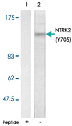 NTRK2 (phospho Y705), Rabbit anti-Human, Mouse, Rat, Polyclonal Antibody, Abnova 100 &mu;g | Buy Online | Abnova Corporation | Fisher Scientific