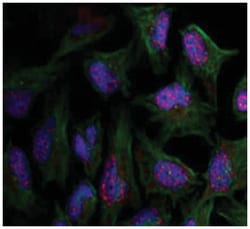 AKT1 (phospho T450), Rabbit anti-Human, Mouse, Rat, Polyclonal Antibody,