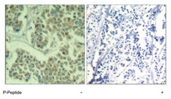 EIF2S1 (phospho S49), Rabbit anti-Human, Mouse, Rat, Polyclonal Antibody,
