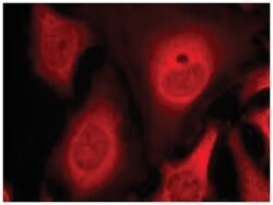 EIF2S1 (phospho S49), Rabbit anti-Human, Mouse, Rat, Polyclonal Antibody,