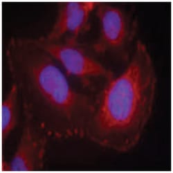 PLCG1 (phospho Y771), Rabbit anti-Human, Mouse, Rat, Polyclonal Antibody,