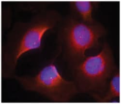 CDK6 (phospho Y13), Rabbit anti-Human, Mouse, Polyclonal Antibody, Abnova 100 &mu;g | Buy Online | Abnova Corporation | Fisher Scientific