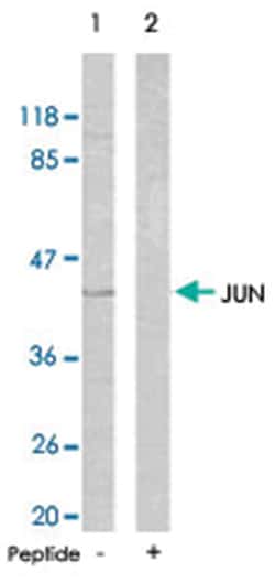 JUN Rabbit anti-Human, Mouse, Rat, Polyclonal Antibody, Abnova 100 &mu;g | Buy Online | Abnova Corporation | Fisher Scientific