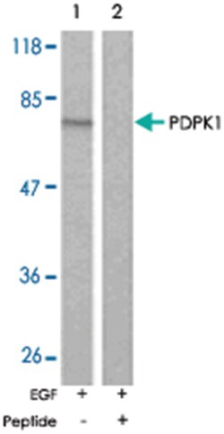 PDPK1 Rabbit anti-Human, Mouse, Rat, Polyclonal Antibody, Abnova 100 &mu;g | Buy Online | Abnova Corporation | Fisher Scientific