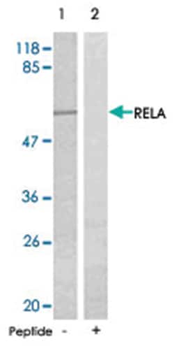 RELA Rabbit anti-Human, Mouse, Rat, Polyclonal Antibody, Abnova 100 &mu;g | Buy Online | Abnova Corporation | Fisher Scientific