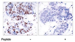 RELA Rabbit anti-Human, Mouse, Rat, Polyclonal Antibody, Abnova 100 &mu;g | Buy Online | Abnova Corporation | Fisher Scientific