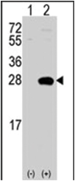 OPRS1 Rabbit anti-Human, Polyclonal Antibody, Abnova 400 &mu;L | Buy Online | Abnova Corporation | Fisher Scientific