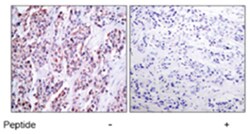 NFKB2 Rabbit anti-Human, Mouse, Rat, Polyclonal Antibody, Abnova 100 &mu;g | Buy Online | Abnova Corporation | Fisher Scientific