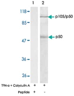 NFKB1 Rabbit anti-Human, Mouse, Rat, Polyclonal Antibody, Abnova 100 &mu;g | Buy Online | Abnova Corporation | Fisher Scientific