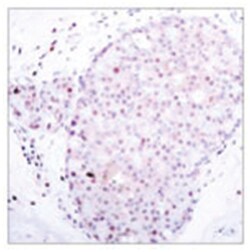 NFKB1 Rabbit anti-Human, Polyclonal Antibody, Abnova 100&mu;g; Unlabeled:Antibodies,