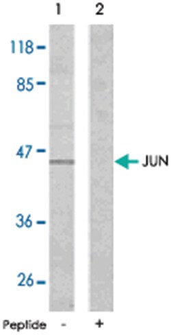 JUN Rabbit anti-Human, Mouse, Rat, Polyclonal Antibody, Abnova 100&mu;g;