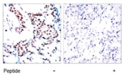 JUN Rabbit anti-Human, Mouse, Rat, Polyclonal Antibody, Abnova 100&mu;g;