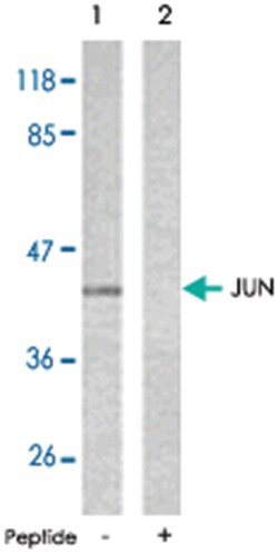 JUN Rabbit anti-Human, Mouse, Rat, Polyclonal Antibody, Abnova 100 &mu;g | Buy Online | Abnova Corporation | Fisher Scientific