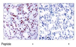 JUN Rabbit anti-Human, Mouse, Rat, Polyclonal Antibody, Abnova 100 &mu;g | Buy Online | Abnova Corporation | Fisher Scientific