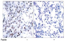 JUNB Rabbit anti-Human, Mouse, Rat, Polyclonal Antibody, Abnova 100 &mu;g | Buy Online | Abnova Corporation | Fisher Scientific