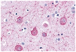 LPHN2 Rabbit anti-Human, Polyclonal Antibody, Abnova 50&mu;g; Unlabeled:Antibodies,