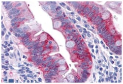 GPR31 Rabbit anti-Human, Polyclonal Antibody, Abnova 50&mu;g; Unlabeled:Antibodies,