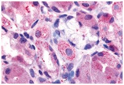 HRH2 Rabbit anti-Human, Rat, Polyclonal Antibody, Abnova 50 &mu;g | Buy Online | Abnova Corporation | Fisher Scientific