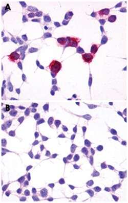 GPR4 Rabbit anti-Dog, Human, Monkey, Polyclonal Antibody, Abnova 50&mu;g;