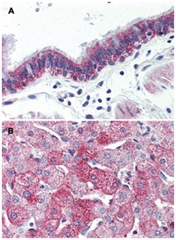 GPR126 Rabbit anti-Human, Mouse, Rat, Polyclonal Antibody, Abnova 50 &mu;g | Buy Online | Abnova | Fisher Scientific