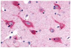 GPR126 Rabbit anti-Human, Polyclonal Antibody, Abnova 50 &mu;g | Buy Online | Abnova | Fisher Scientific