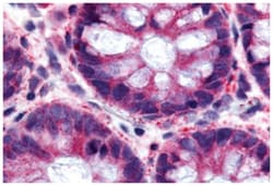O3FAR1 Rabbit anti-Human, Polyclonal Antibody, Abnova 50 &mu;g | Buy Online | Abnova Corporation | Fisher Scientific