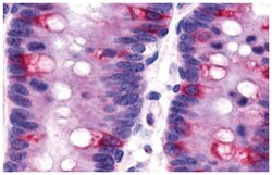 O3FAR1 Rabbit anti-Human, Polyclonal Antibody, Abnova 50&mu;g; Unlabeled:Antibodies,