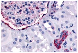 ERBB4 Rabbit anti-Chicken, Dog, Horse, Human, Monkey, Mouse, Pig, Rat, Polyclonal Antibody, Abnova 50 &mu;g | Buy Online | Abnova Corporation | Fisher Scientific