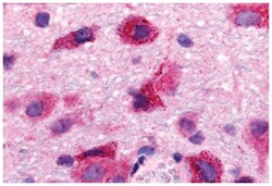 S1PR5 Rabbit anti-Human, Monkey, Pig, Rat, Polyclonal Antibody, Abnova