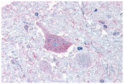 MRGPRD Rabbit anti-Human, Polyclonal Antibody, Abnova 50&mu;g; Unlabeled:Antibodies,