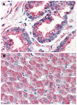 GPR126 Rabbit anti-Bovine, Human, Polyclonal Antibody, Abnova 50 &mu;g | Buy Online | Abnova Corporation | Fisher Scientific